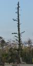 Hurricane ravaged Norfolk Island pine in Big Pine Key, FL
